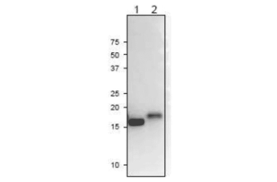 Western Blot of plant Fd2 proteins with the anti-Ferredoxin-2 antibody.