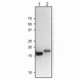 Western Blot of plant Fd2 proteins with the anti-Ferredoxin-2 antibody.