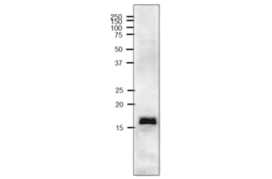 Western blot of Ferredoxin in crude extract of Cyanobacterium, Synechocystis.
