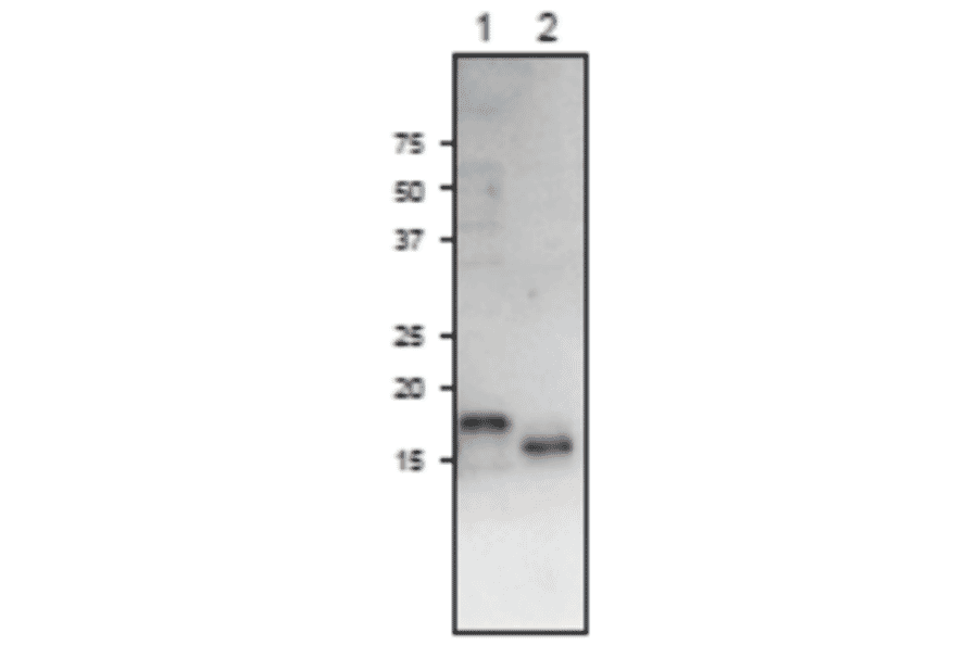 Western Blot of Fd3 protein.