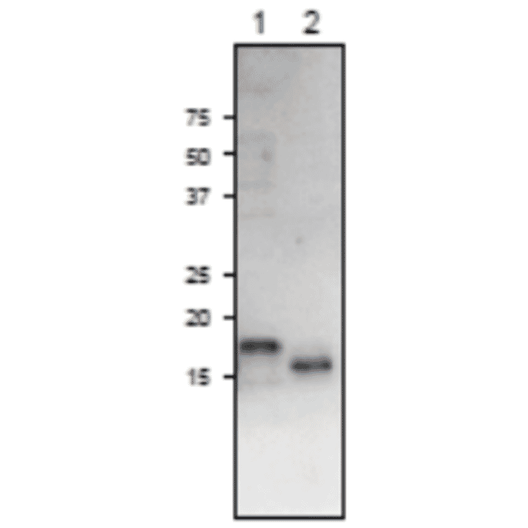 Western Blot of Fd3 protein.
