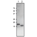 Western Blot of Fd3 protein.