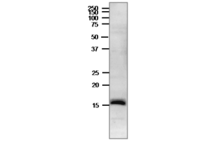 Western blot of Ferredoxin in crude extract of Cyanobacterium, Synechocystis PCC 6803