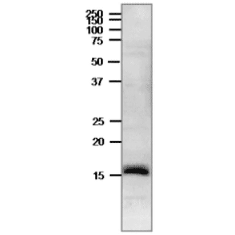 Western blot of Ferredoxin in crude extract of Cyanobacterium, Synechocystis PCC 6803