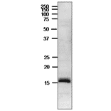 Western blot of Ferredoxin in crude extract of Cyanobacterium, Synechocystis PCC 6803