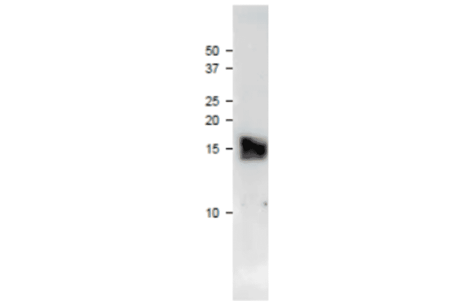 Western blot of purified maize Ferredoxin-3