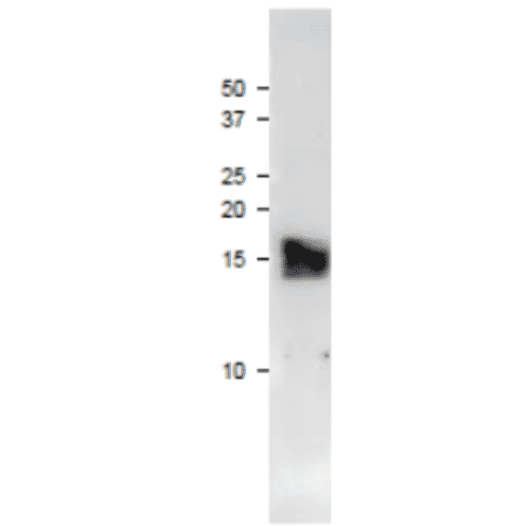 Western blot of purified maize Ferredoxin-3
