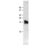 Western blot of purified maize Ferredoxin-3