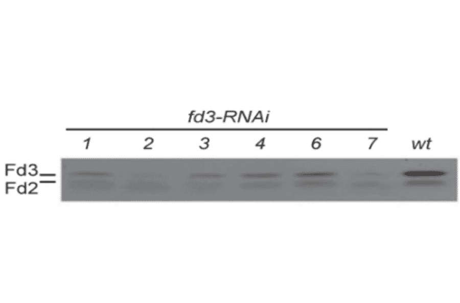 Reduction of Fd3 protein expression by various fd3-RNAi in Arabidopsis as detected by western blotting with anti-Ferredoxin 3 antibody