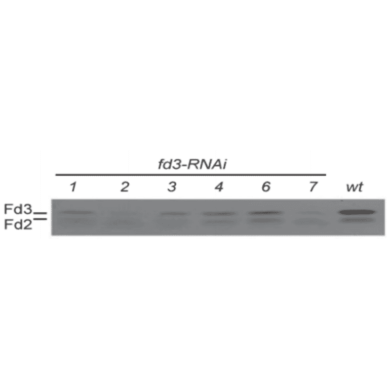 Reduction of Fd3 protein expression by various fd3-RNAi in Arabidopsis as detected by western blotting with anti-Ferredoxin 3 antibody