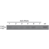 Reduction of Fd3 protein expression by various fd3-RNAi in Arabidopsis as detected by western blotting with anti-Ferredoxin 3 antibody