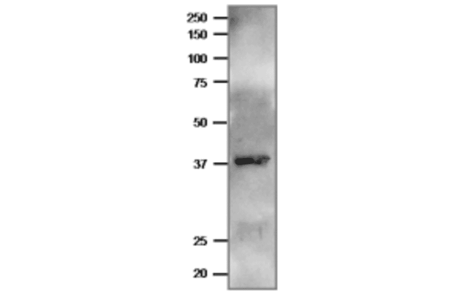 Western blot of Ferredoxin--NADP reductase of P. falciparum with anti-Pf FNR antibody.