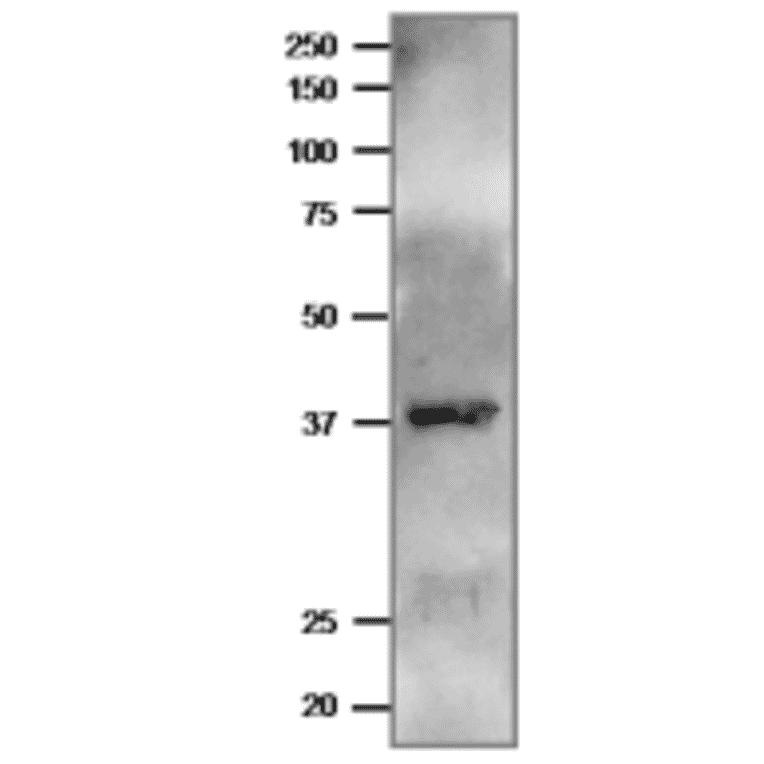 Western blot of Ferredoxin--NADP reductase of P. falciparum with anti-Pf FNR antibody.