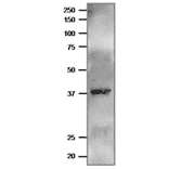 Western blot of Ferredoxin--NADP reductase of P. falciparum with anti-Pf FNR antibody.