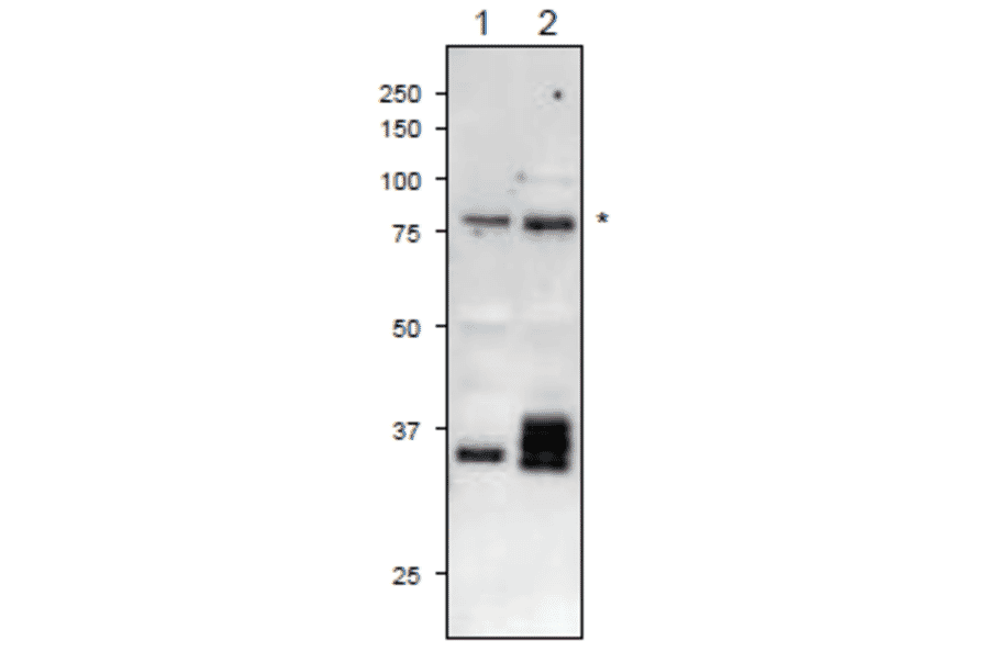 The anti-Pf-FNR antibody reacts also with plant FNR proteins in western blotting.