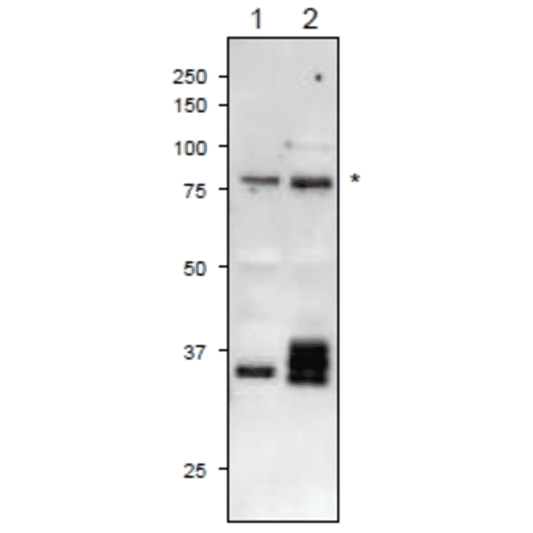 The anti-Pf-FNR antibody reacts also with plant FNR proteins in western blotting.