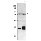 The anti-Pf-FNR antibody reacts also with plant FNR proteins in western blotting.