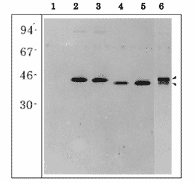 Western blot of E. coli extracts overexpressing recombinant maize root type GS isoproteins.
