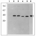 Western blot of E. coli extracts overexpressing recombinant maize root type GS isoproteins.