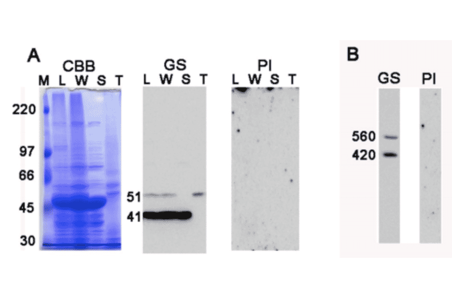Western analysis of spinach proteins by SDS-PAGE (A) and BN-PAGE (B).