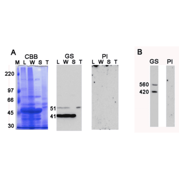 Western analysis of spinach proteins by SDS-PAGE (A) and BN-PAGE (B).