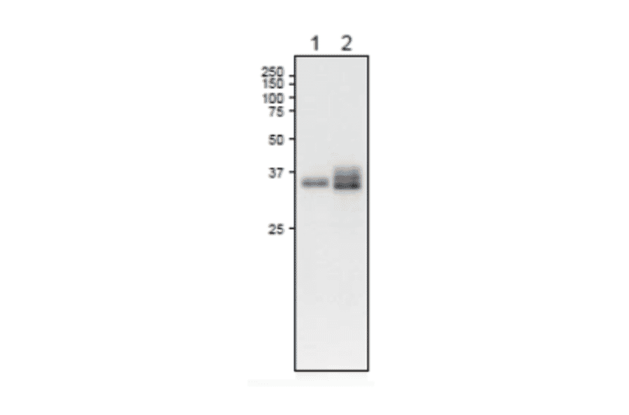 Western Blot of L-FNR1 protein