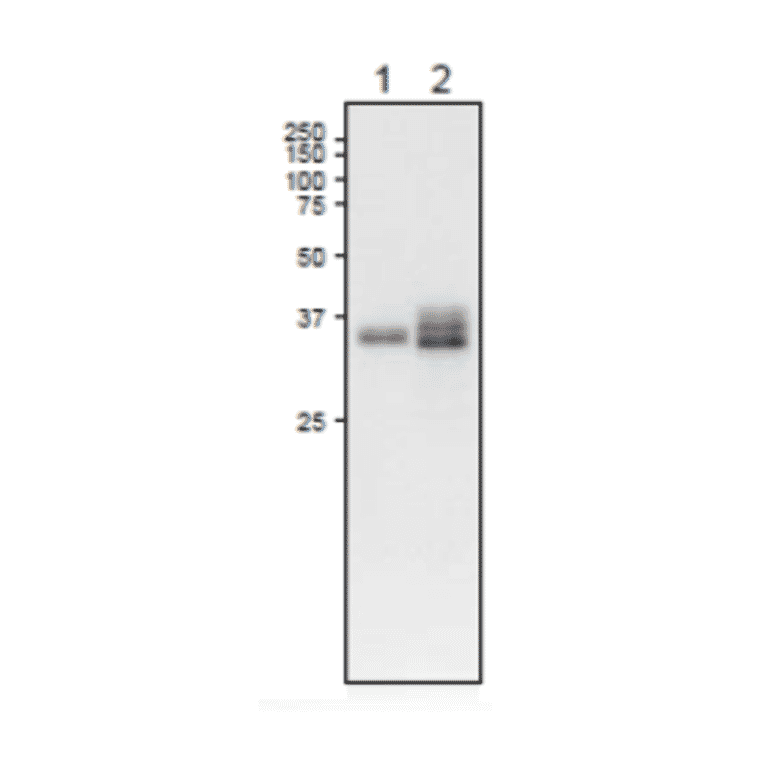 Western Blot of L-FNR1 protein