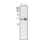 Western Blot of L-FNR1 protein