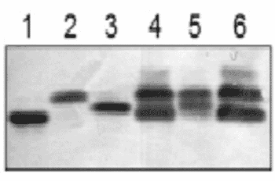 Comparison of recombinant and native L-FNRs in maize extracts.