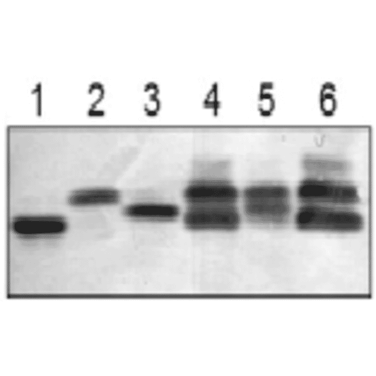 Comparison of recombinant and native L-FNRs in maize extracts.