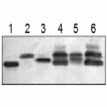 Comparison of recombinant and native L-FNRs in maize extracts.