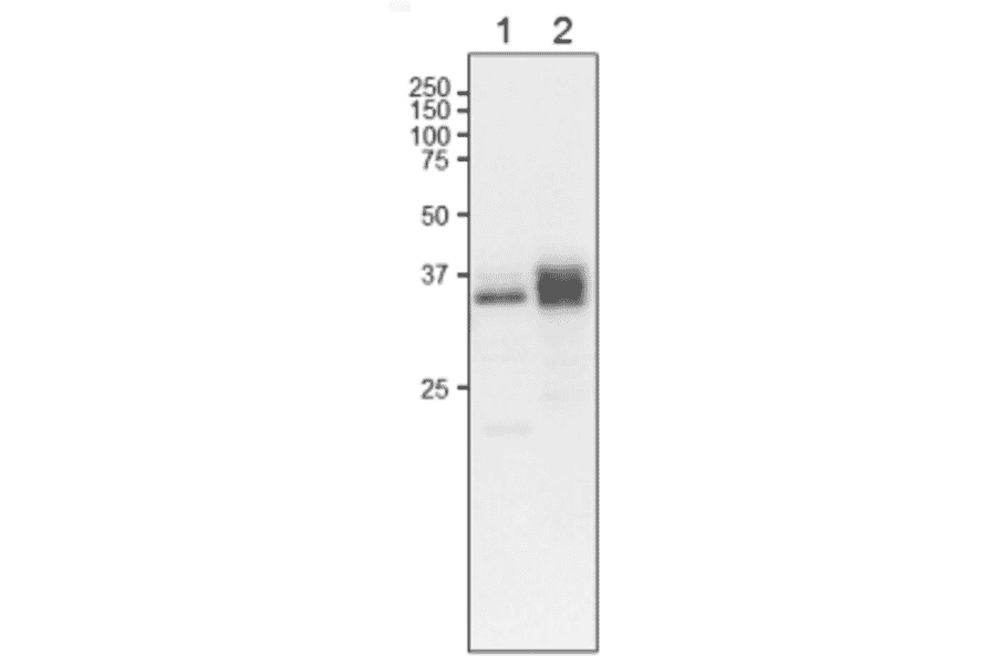 Western Blot of L-FNR2 in plant leaf extract