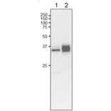 Western Blot of L-FNR2 in plant leaf extract