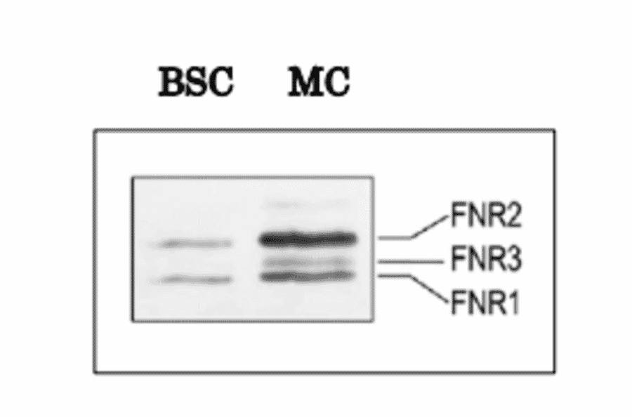 Cellular distribution of maize FNR isoproteins detected by western blotting