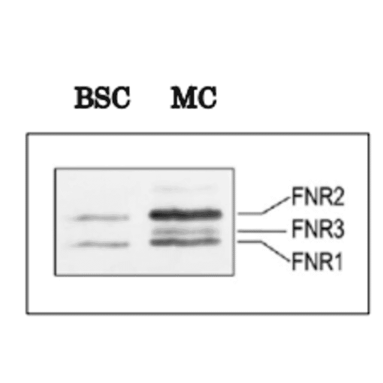 Cellular distribution of maize FNR isoproteins detected by western blotting
