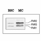 Cellular distribution of maize FNR isoproteins detected by western blotting
