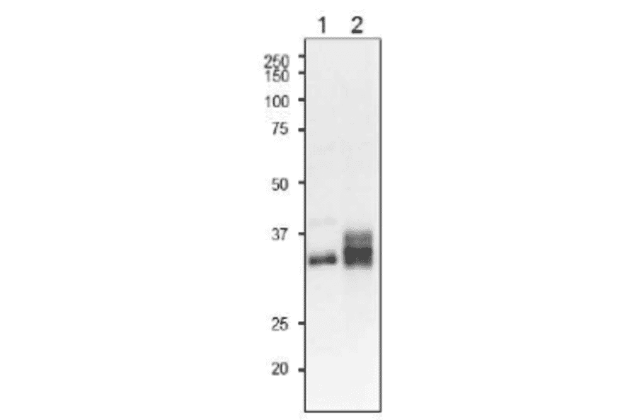 Western blot detecton of L-FNR isoproteins in plant leaf extracts with anti-L-FNR3 antibody..