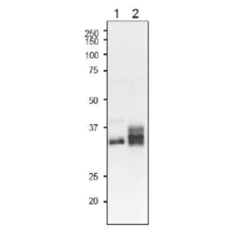Western blot detecton of L-FNR isoproteins in plant leaf extracts with anti-L-FNR3 antibody..