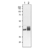 Western blot detecton of L-FNR isoproteins in plant leaf extracts with anti-L-FNR3 antibody..