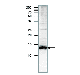 Detection of endogenous Med11 by western blotting in whole cell extract of S. cerevisiae, The antibody was used at at 1/200 dilution. Blotting was done with wet system after electrophoresis on 15% gel at 15 v overnight. Molecular mass is 13.5 kDa.