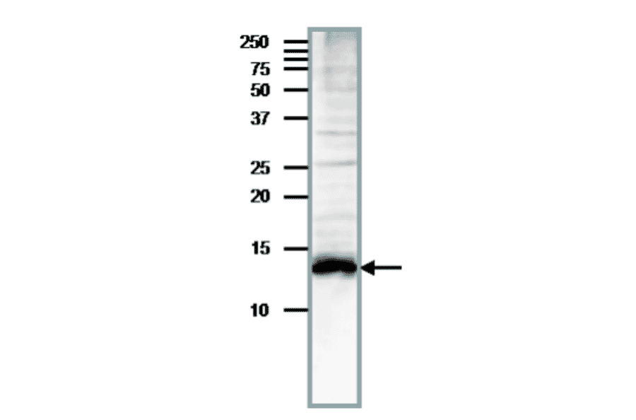 Detection of endogenous Med11 by western blotting in whole cell extract of S. cerevisiae, The antibody was used at at 1/200 dilution. Blotting was done with wet system after electrophoresis on 15% gel at 15 v overnight. Molecular mass is 13.5 kDa.