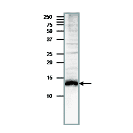 Detection of endogenous Med11 by western blotting in whole cell extract of S. cerevisiae, The antibody was used at at 1/200 dilution. Blotting was done with wet system after electrophoresis on 15% gel at 15 v overnight. Molecular mass is 13.5 kDa.