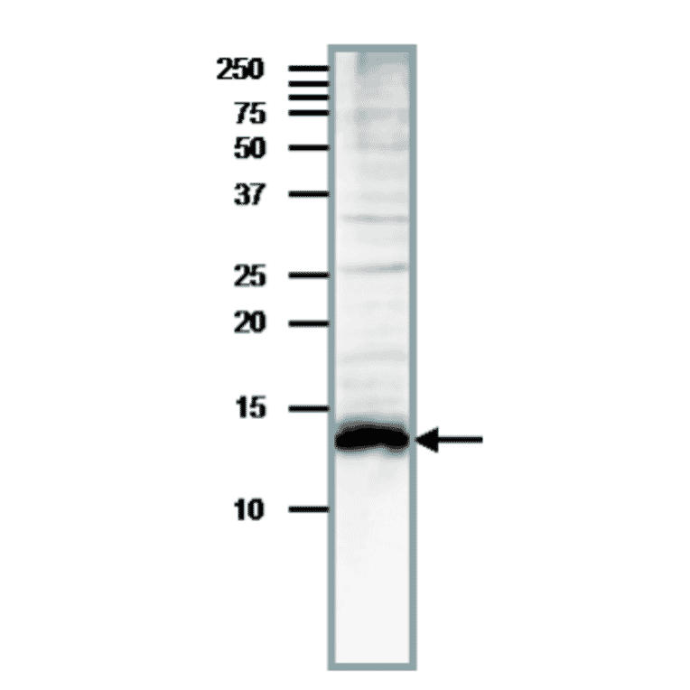 Detection of endogenous Med11 by western blotting in whole cell extract of S. cerevisiae, The antibody was used at at 1/200 dilution. Blotting was done with wet system after electrophoresis on 15% gel at 15 v overnight. Molecular mass is 13.5 kDa.