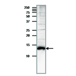 Detection of endogenous Med11 by western blotting in whole cell extract of S. cerevisiae, The antibody was used at at 1/200 dilution. Blotting was done with wet system after electrophoresis on 15% gel at 15 v overnight. Molecular mass is 13.5 kDa.