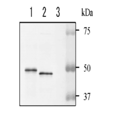 Detection of NADase in the culture supernatant of hemolytic