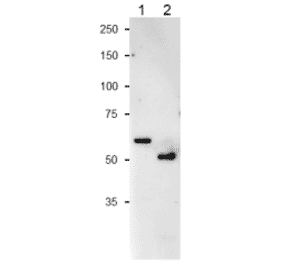 Western Blot of NiR protein of Cyanobacterium and Spinacch