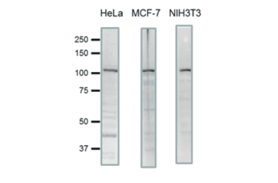 Detection of endogenous levels of SCYL2 in human and mouse cell extracts by western blotting.