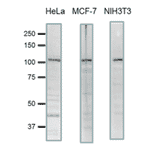 Detection of endogenous levels of SCYL2 in human and mouse cell extracts by western blotting.