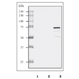 Western blot analysis of culture supernatant from GAS strain Sa and GCS strain H46A with the anti-SLO antibody.