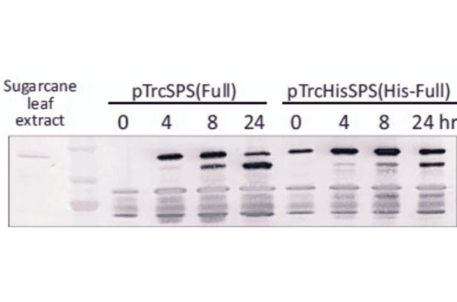 Western blot detection of SPS protein.